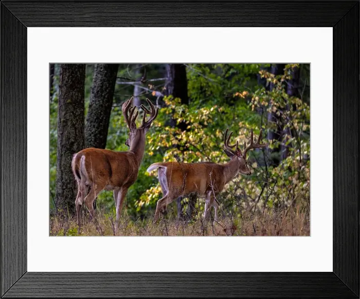 Framed Print : Pair of whitetail deer bucks in woods of Whitefish, Montana, USA Framed Print : Pair of whitetail deer bucks in woods of Whitefish, Montana, USA