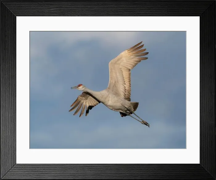 Framed Print : Sandhill crane calling while flying, Bernardo Wildlife Area, New Mexico Framed Print : Sandhill crane calling while flying, Bernardo Wildlife Area, New Mexico