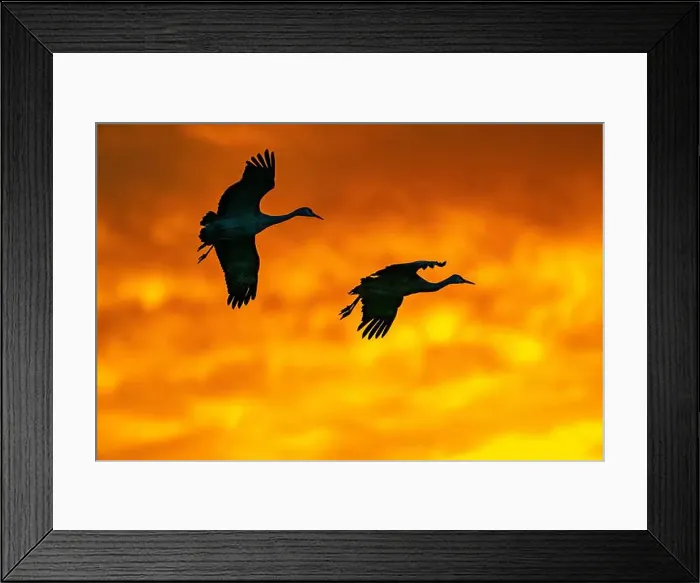 Framed Print : USA, New Mexico, Bosque Del Apache National Wildlife Refuge Framed Print : USA, New Mexico, Bosque Del Apache National Wildlife Refuge