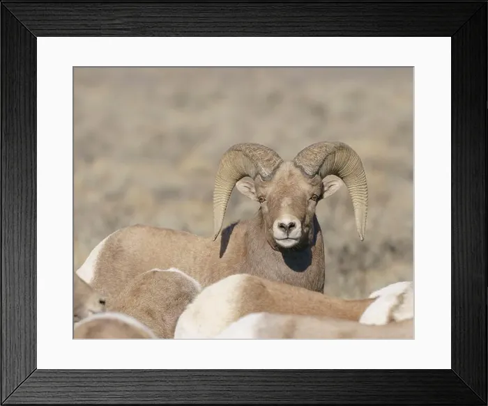 Framed Print : Rocky Mountain bighorn ram with ewes. Rio Grande Norte, New Mexico Framed Print : Rocky Mountain bighorn ram with ewes. Rio Grande Norte, New Mexico