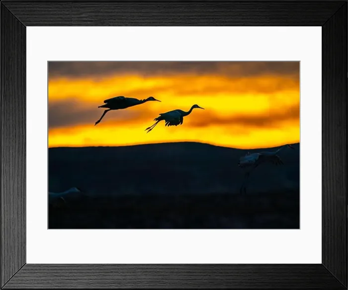 Framed Print : USA, New Mexico, Bosque Del Apache National Wildlife Refuge Framed Print : USA, New Mexico, Bosque Del Apache National Wildlife Refuge