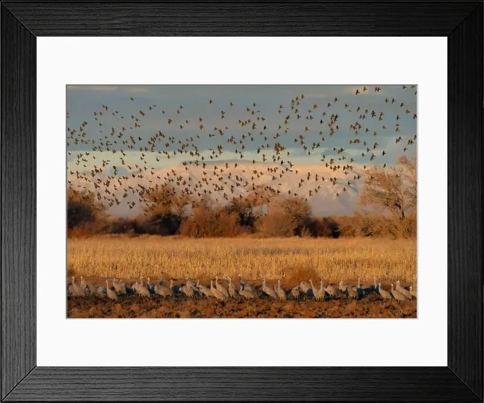 Framed Print : Red-winged blackbirds flying with snow-covered Manzano Mountains in the background, New Mexico Framed Print : Red-winged blackbirds flying with snow-covered Manzano Mountains in the background, New Mexico