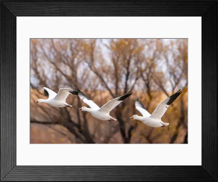 Framed Print : USA, New Mexico, Bosque Del Apache National Wildlife Refuge