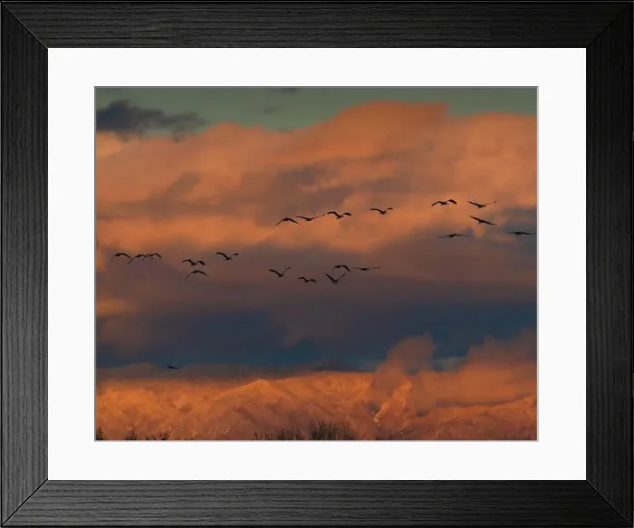 Framed Print : Sandhill cranes in flight coming in to roost at sunset Framed Print : Sandhill cranes in flight coming in to roost at sunset