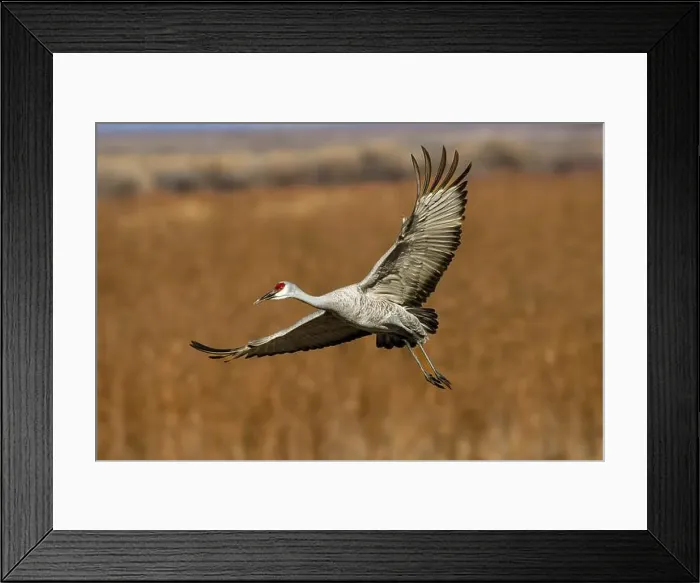 Framed Print : Sandhill crane in flight. Bosque del Apache National Wildlife Refuge, New Mexico