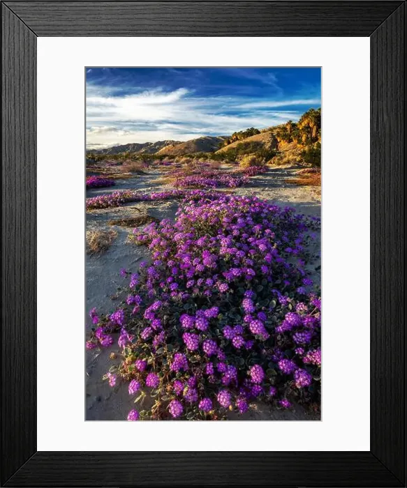 Framed Print : Sand verbena wildflowers in the Coachella Valley National Wildlife Refuge near Palm Springs, California, USA Framed Print : Sand verbena wildflowers in the Coachella Valley National Wildlife Refuge near Palm Springs, California, USA