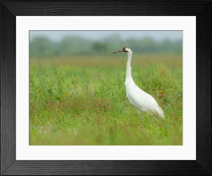 Framed Print : Whooping crane hunting for food, Texas coast Framed Print : Whooping crane hunting for food, Texas coast