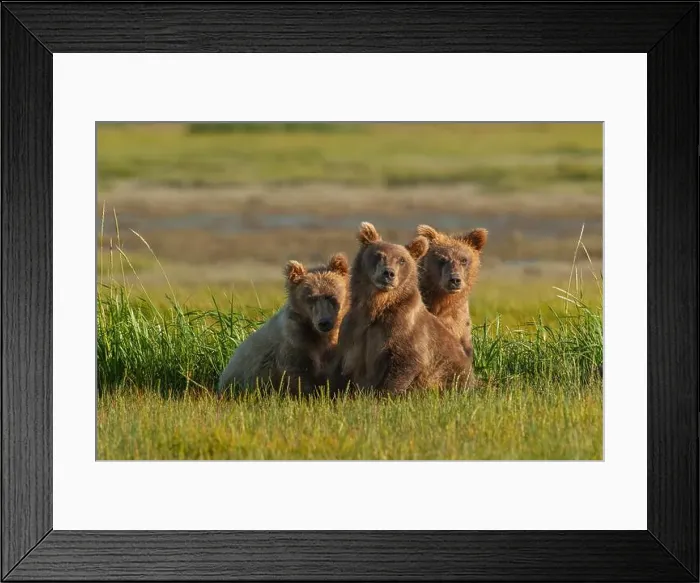 Framed Print : Three subadult brown bears, Katmai National Park, Alaska Framed Print : Three subadult brown bears, Katmai National Park, Alaska