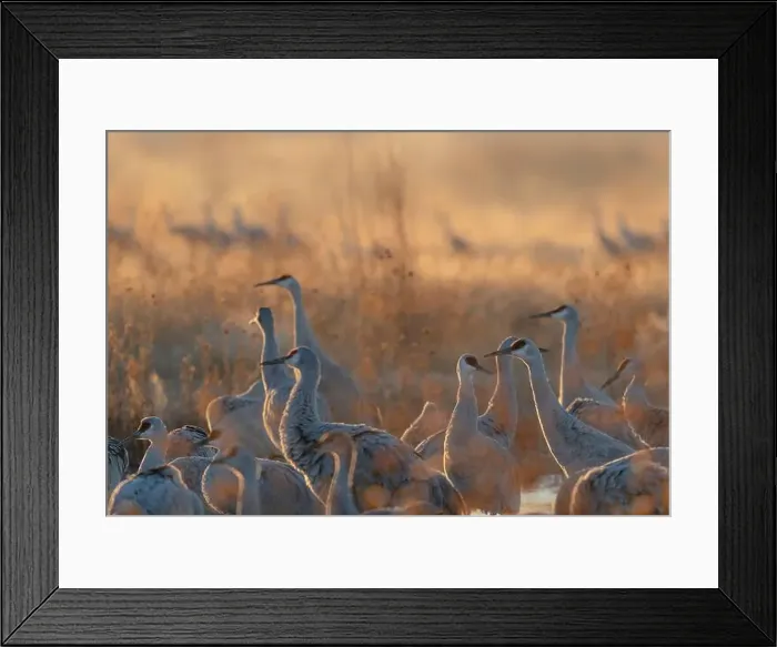 Framed Print : Sandhill cranes roosting pond on a misty sunrise, Bernardo Wildlife Area, New Mexico Framed Print : Sandhill cranes roosting pond on a misty sunrise, Bernardo Wildlife Area, New Mexico