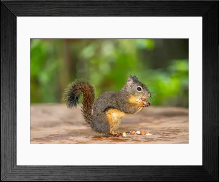 Framed Print : Issaquah, Washington State, USA. Wet Douglas squirrel stuffing multiple peanuts in its mouth Framed Print : Issaquah, Washington State, USA. Wet Douglas squirrel stuffing multiple peanuts in its mouth