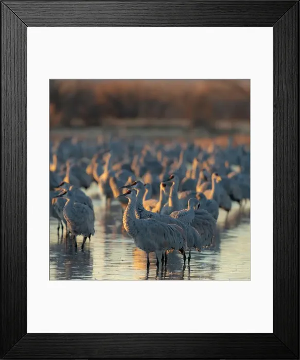 Framed Print : Sandhill crane roosting pond at sunrise, Bernardo Wildlife Area, New Mexico Framed Print : Sandhill crane roosting pond at sunrise, Bernardo Wildlife Area, New Mexico