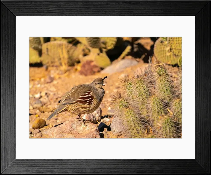 Framed Print : USA, New Mexico, Bosque Del Apache National Wildlife Refuge Framed Print : USA, New Mexico, Bosque Del Apache National Wildlife Refuge