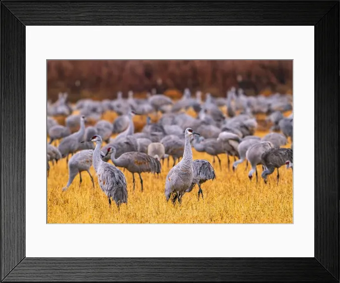 Framed Print : USA, New Mexico, Ladd S. Gordon Waterfowl Complex Framed Print : USA, New Mexico, Ladd S. Gordon Waterfowl Complex