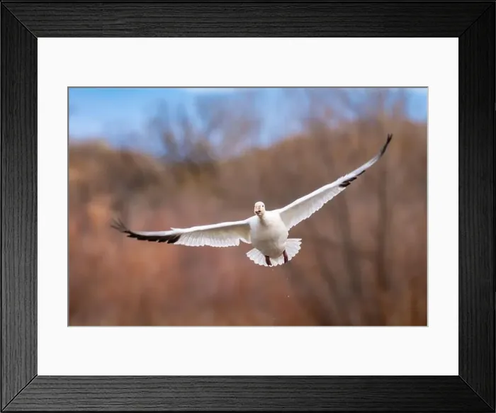Framed Print : USA, New Mexico, Bosque Del Apache National Wildlife Refuge Framed Print : USA, New Mexico, Bosque Del Apache National Wildlife Refuge
