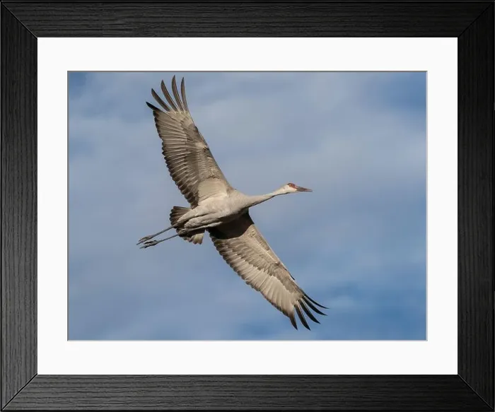Framed Print : Sandhill crane calling while flying, Bernardo Wildlife Area, New Mexico Framed Print : Sandhill crane calling while flying, Bernardo Wildlife Area, New Mexico