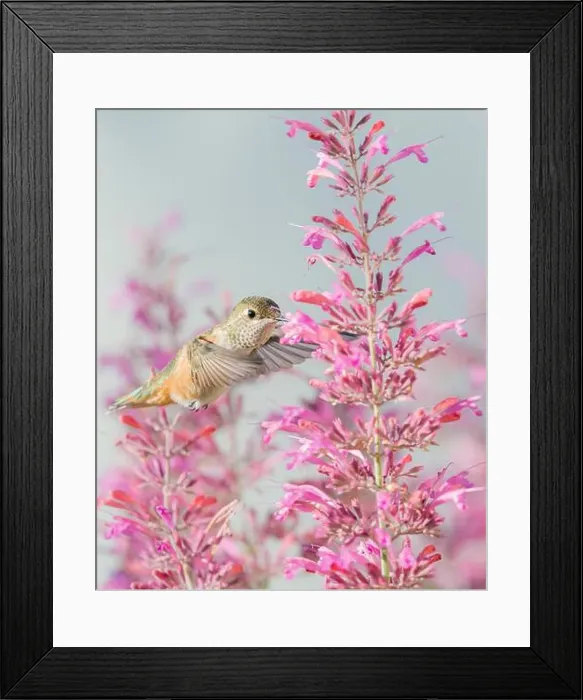 Framed Print : Calliope hummingbird feeding on agastache flowers, New Mexico Framed Print : Calliope hummingbird feeding on agastache flowers, New Mexico