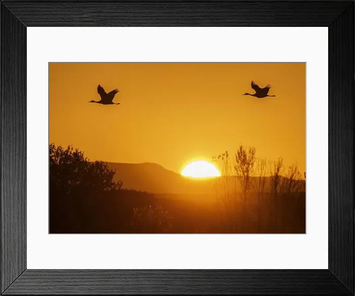 Framed Print : Sandhill cranes flying by the sun at sunrise, Bosque del Apache National Wildlife Refuge, New Mexico Framed Print : Sandhill cranes flying by the sun at sunrise, Bosque del Apache National Wildlife Refuge, New Mexico