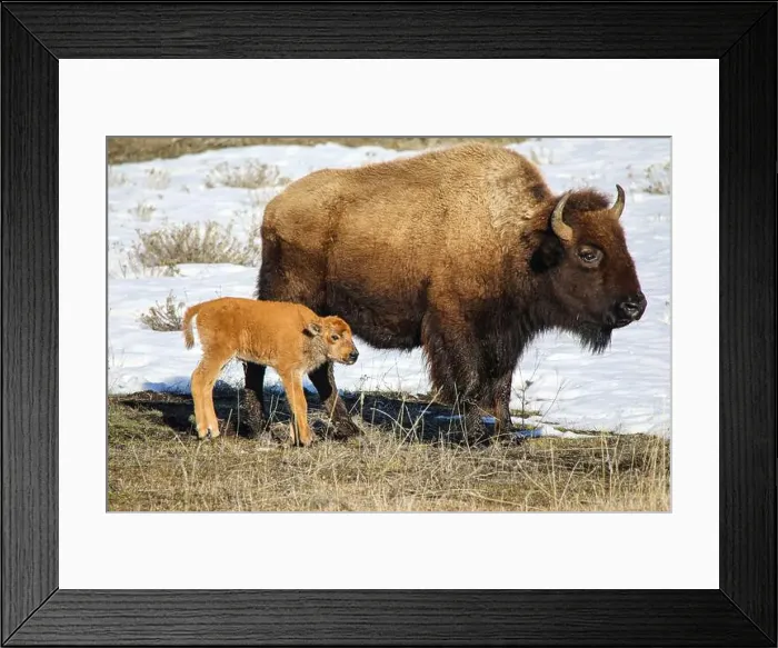 Framed Print : Yellowstone National Park, Wyoming, Lamar Valley, USA. Spring, baby bison and the mother on grassy field with snow Framed Print : Yellowstone National Park, Wyoming, Lamar Valley, USA. Spring, baby bison and the mother on grassy field with snow