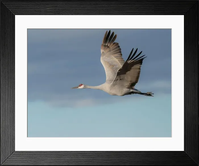 Framed Print : Sandhill crane in flight, Bernardo Wildlife Area, New Mexico Framed Print : Sandhill crane in flight, Bernardo Wildlife Area, New Mexico
