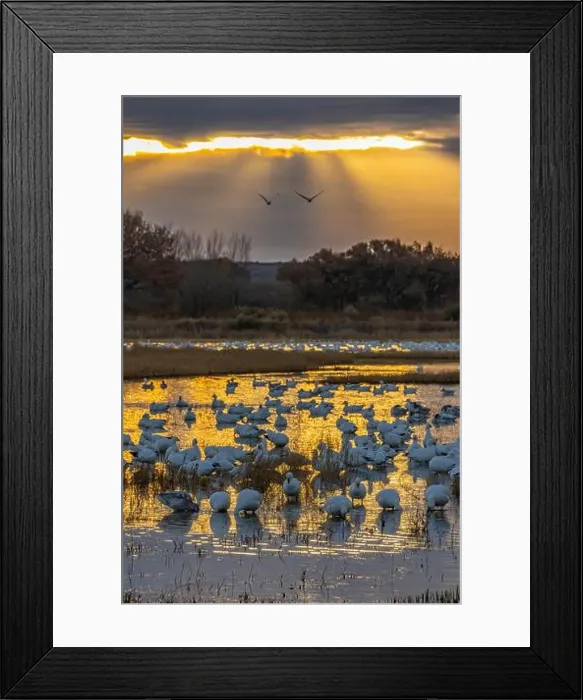 Framed Print : USA, New Mexico, Bosque Del Apache National Wildlife Refuge Framed Print : USA, New Mexico, Bosque Del Apache National Wildlife Refuge