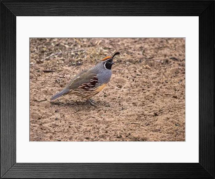 Framed Print : Gambel's quail, Bosque del Apache National Wildlife Refuge, New Mexico Framed Print : Gambel's quail, Bosque del Apache National Wildlife Refuge, New Mexico