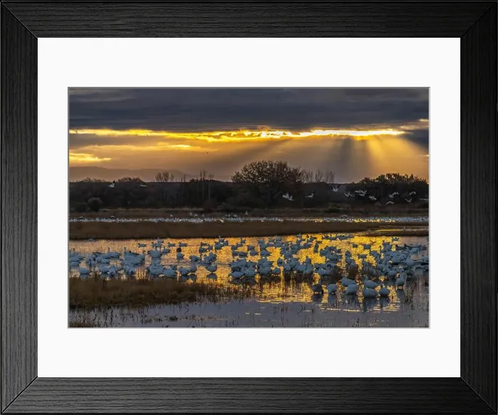 Framed Print : USA, New Mexico, Bosque Del Apache National Wildlife Refuge Framed Print : USA, New Mexico, Bosque Del Apache National Wildlife Refuge