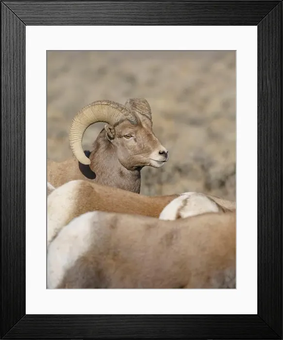Framed Print : Rocky Mountain bighorn ram with ewes. Rio Grande Norte, New Mexico Framed Print : Rocky Mountain bighorn ram with ewes. Rio Grande Norte, New Mexico