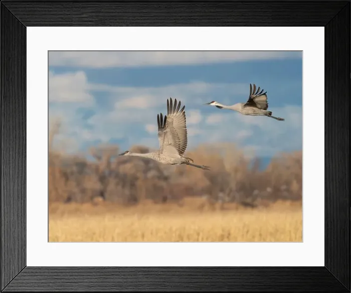Framed Print : Sandhill cranes in flight, Bernardo Waterfowl Management Area, New Mexico Framed Print : Sandhill cranes in flight, Bernardo Waterfowl Management Area, New Mexico