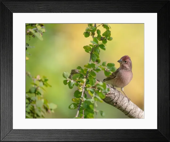 Framed Print : Male Cassin's finch, fall, Capulin Springs trail, Cibola National Forest, New Mexico Framed Print : Male Cassin's finch, fall, Capulin Springs trail, Cibola National Forest, New Mexico