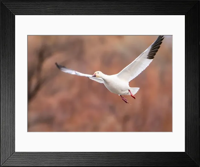 Framed Print : USA, New Mexico, Bosque Del Apache National Wildlife Refuge Framed Print : USA, New Mexico, Bosque Del Apache National Wildlife Refuge