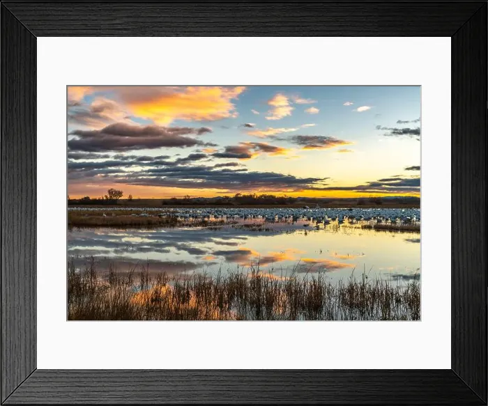 Framed Print : USA, New Mexico, Bosque Del Apache National Wildlife Refuge