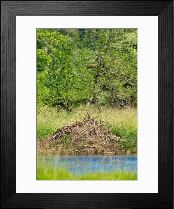 Framed Print : Ridgefield National Wildlife Refuge, Ridgefield, Washington State, USA. North American Beaver lodge in a pond Framed Print : Ridgefield National Wildlife Refuge, Ridgefield, Washington State, USA. North American Beaver lodge in a pond