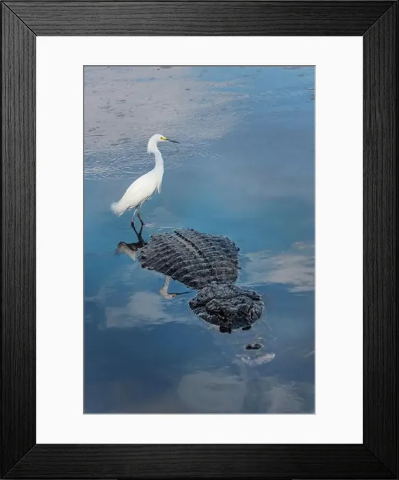 Framed Print : Snowy egret, riding on back of American alligator. Merritt Island National Wildlife Refuge, Florida Framed Print : Snowy egret, riding on back of American alligator. Merritt Island National Wildlife Refuge, Florida