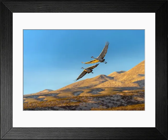 Framed Print : Sandhill cranes in flight formation. Bosque del Apache National Wildlife Refuge, New Mexico Framed Print : Sandhill cranes in flight formation. Bosque del Apache National Wildlife Refuge, New Mexico