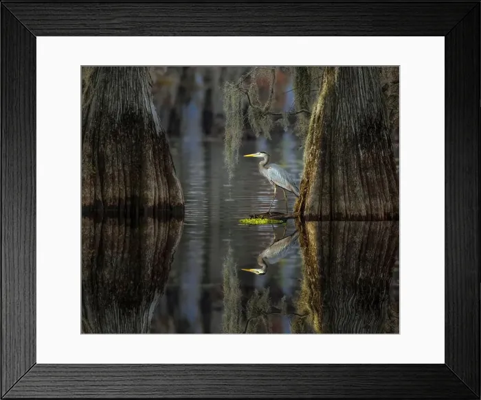 Framed Print : Great blue heron among bald cypress trees, Caddo Lake, Texas Framed Print : Great blue heron among bald cypress trees, Caddo Lake, Texas