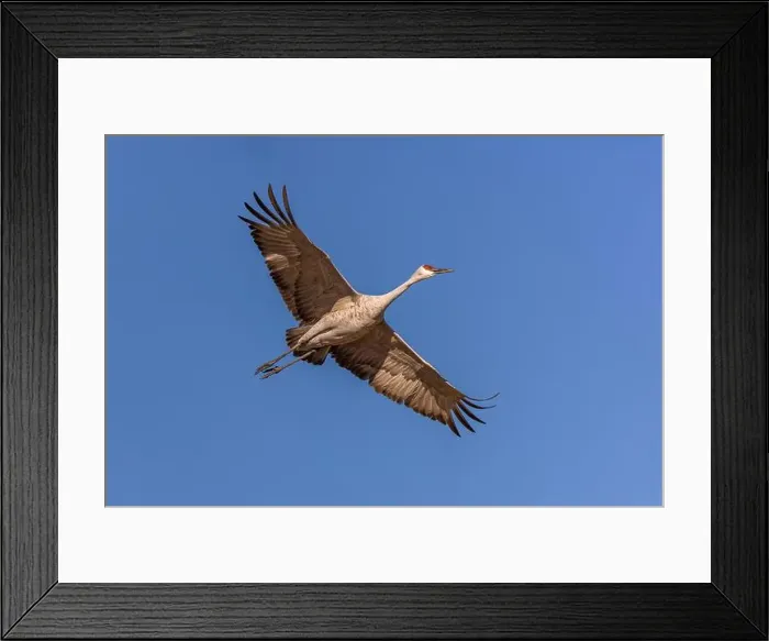 Framed Print : Sandhill crane in flight. Bosque del Apache National Wildlife Refuge, New Mexico Framed Print : Sandhill crane in flight. Bosque del Apache National Wildlife Refuge, New Mexico
