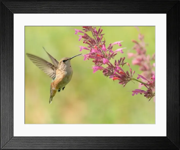 Framed Print : Juvenile male Calliope hummingbird feeding on agastache flowers, New Mexico Framed Print : Juvenile male Calliope hummingbird feeding on agastache flowers, New Mexico