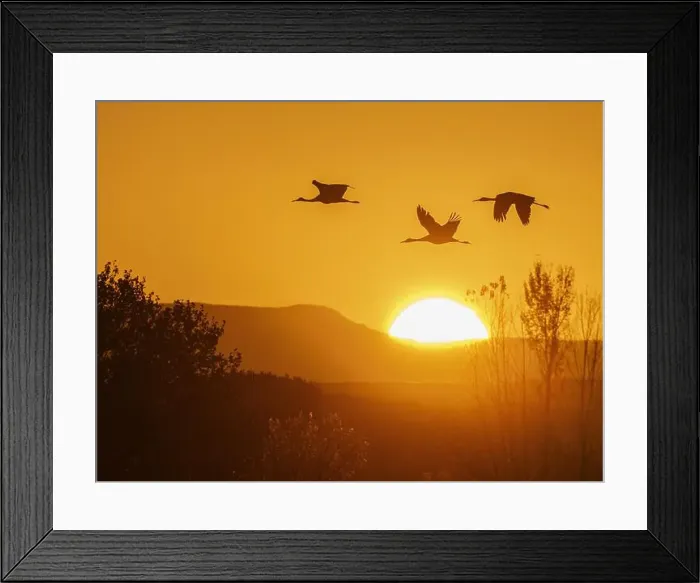 Framed Print : Sandhill cranes flying by the sun at sunrise, Bosque del Apache National Wildlife Refuge, New Mexico Framed Print : Sandhill cranes flying by the sun at sunrise, Bosque del Apache National Wildlife Refuge, New Mexico