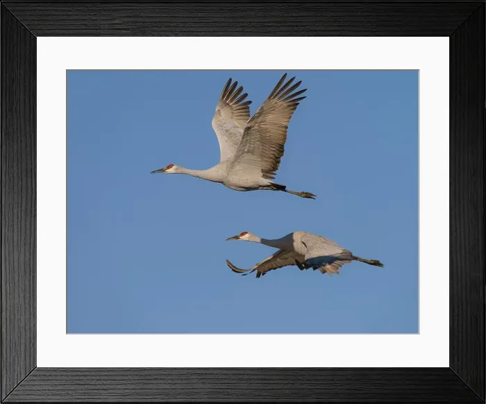 Framed Print : Sandhill Cranes in flight, Bosque del Apache National Wildlife Refuge, New Mexico Framed Print : Sandhill Cranes in flight, Bosque del Apache National Wildlife Refuge, New Mexico