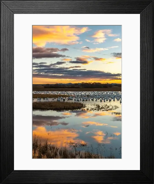 Framed Print : USA, New Mexico, Bosque Del Apache National Wildlife Refuge Framed Print : USA, New Mexico, Bosque Del Apache National Wildlife Refuge