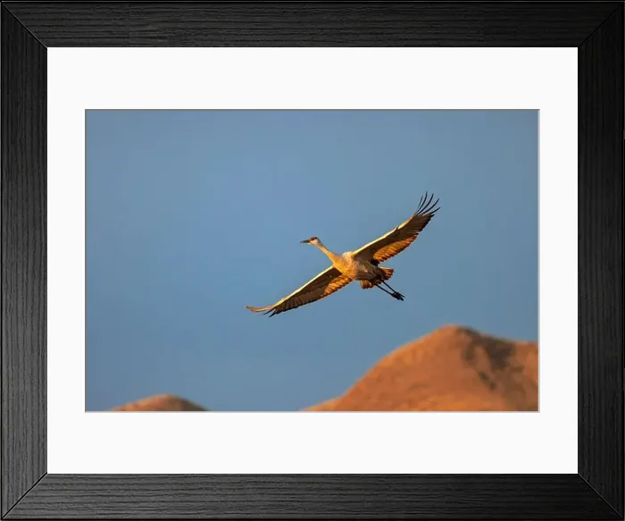 Framed Print : Sandhill crane in flight. Bosque del Apache National Wildlife Refuge, New Mexico Framed Print : Sandhill crane in flight. Bosque del Apache National Wildlife Refuge, New Mexico