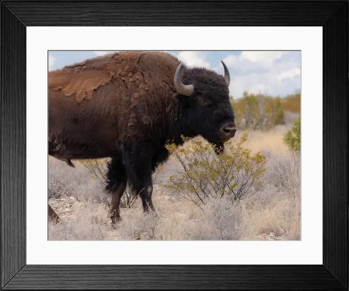 Framed Print : Buffalo bull on Ladder Ranch raised for beef, Ted Turner properties in New Mexico Framed Print : Buffalo bull on Ladder Ranch raised for beef, Ted Turner properties in New Mexico