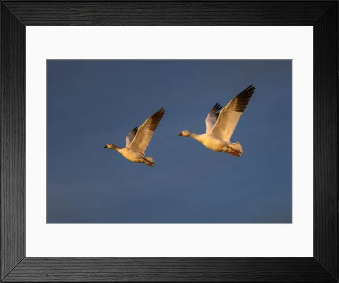 Framed Print : Snow geese in flight. Bosque del Apache National Wildlife Refuge, New Mexico Framed Print : Snow geese in flight. Bosque del Apache National Wildlife Refuge, New Mexico