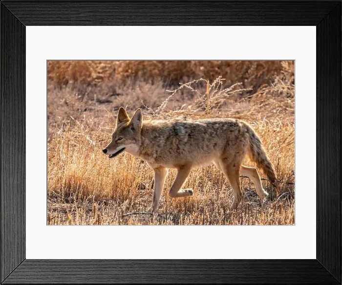 Framed Print : USA, New Mexico, Bosque Del Apache National Wildlife Refuge Framed Print : USA, New Mexico, Bosque Del Apache National Wildlife Refuge