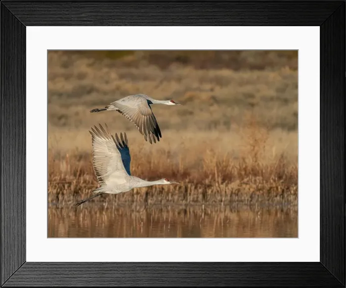Framed Print : Sandhill cranes lift off from evening roosting ponds, Bosque del Apache National Wildlife Refuge, New Mexico Framed Print : Sandhill cranes lift off from evening roosting ponds, Bosque del Apache National Wildlife Refuge, New Mexico