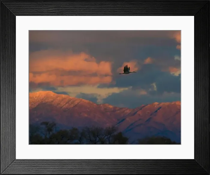 Framed Print : Sandhill cranes in flight coming in to roost at sunset Framed Print : Sandhill cranes in flight coming in to roost at sunset