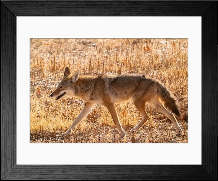 Framed Print : USA, New Mexico, Bosque Del Apache National Wildlife Refuge Framed Print : USA, New Mexico, Bosque Del Apache National Wildlife Refuge