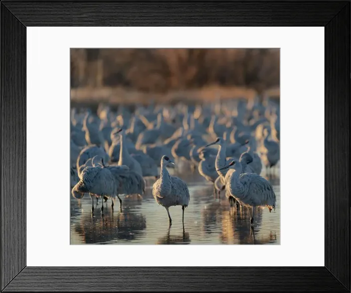 Framed Print : Sandhill cranes roosting pond at sunrise, Bernardo Wildlife Area, New Mexico Framed Print : Sandhill cranes roosting pond at sunrise, Bernardo Wildlife Area, New Mexico