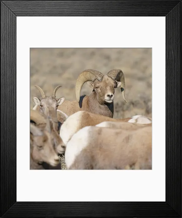 Framed Print : Rocky Mountain bighorn ram with ewes. Rio Grande Norte, New Mexico Framed Print : Rocky Mountain bighorn ram with ewes. Rio Grande Norte, New Mexico