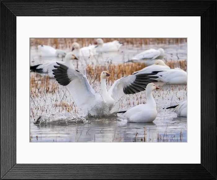 Framed Print : USA, New Mexico, Bosque Del Apache National Wildlife Refuge Framed Print : USA, New Mexico, Bosque Del Apache National Wildlife Refuge